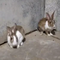 خرگوش