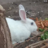 خرگوش نر|موش و خرگوش|رفسنجان, |دیوار