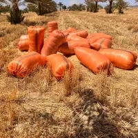 کاه گندم (کاه سفید-کاسپیت)