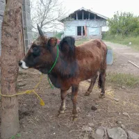 ورزا کوله گرگی چالوسی ۱۱۰ تایی|حیوانات مزرعه|آستانه اشرفیه, |دیوار