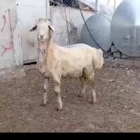 قصابی صیار