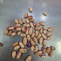 لوبیا چیتی کپسولی|عمده‌فروشی|وحیدیه, |دیوار