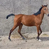 اسب مادیان|اسب و تجهیزات اسب‌سواری|همدان, |دیوار