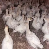 جوجه بوقلمون یک ماهه 380|حیوانات مزرعه|تربت‌حیدریه, ترمینال|دیوار