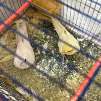 عروس هلندی بالغ