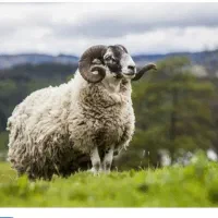 بره نره قربانی .باکشتار رایگان
