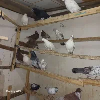 کبوترپرشی|پرنده|رشت, لاکان شهر|دیوار