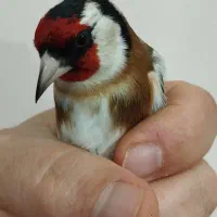 سهره رخ اروپایی طوق طلا گردن کلفت|پرنده|چالدران, |دیوار