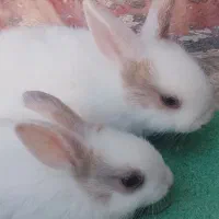 خرگوش و بچه خرگوش ناز و بازیگوش
