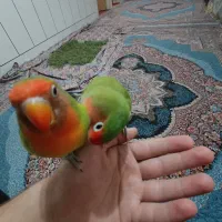 طوطی کوتوله دستی و باهوش