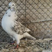 کبوتر مفلق پرش سنگین