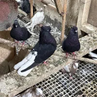 زاق دم سفید درجه یک پاک بدونه قلط