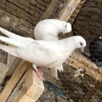 کبوتر تهرونی چشم نوک سفید