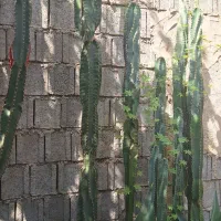 کاکتوس|گل و گیاه طبیعی|برازجان, |دیوار