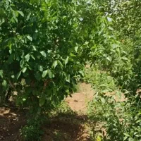 فروش ۱۰۰۰ متری