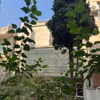 میرعماد ۲۸۰ متر کلنگی بر ۸ گذر ۱۰ ملک جنوبی ۳طبقه|فروش زمین و ملک کلنگی|تهران, عباسآباد|دیوار