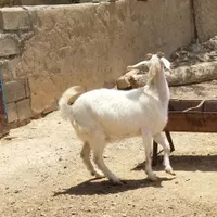 بز دورگ پاکستانی|حیوانات مزرعه|شیروان (خراسان), |دیوار