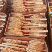 دسته خوشه گندم|گل و گیاه طبیعی|کوهیخیل, |دیوار