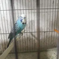یک جفت مرغ عشق