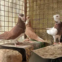کبوتر ماده خوشرنگ  و دوکت و جوجه کله ای و شامی|پرنده|اصفهان, شهرستان|دیوار