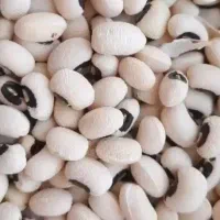 ۱۵۰ کیلو لوبیا برای فروش