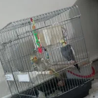 عروس هلندی