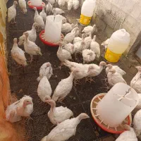 جوجه بوقلمون چهل روزه نژاد بیوتی