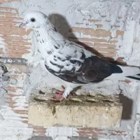 پول لازم|پرنده|دلند, |دیوار