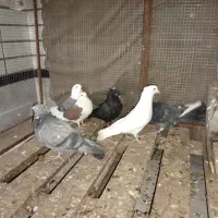 11تا|پرنده|میبد, |دیوار