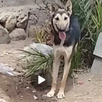 سگ ژرمن