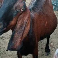 بز پاکستانی دو قلو زا ابستن