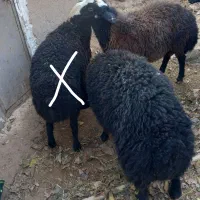 دورس‌بره‌پرواری‌نر‌برا‌قربونی‌