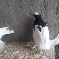 کبوترطوقی پاپرسلطنتی|پرنده|لامرد, |دیوار