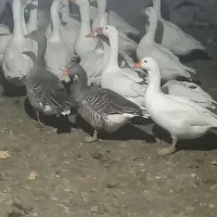 29قاز محلی تخمگذار|حیوانات مزرعه|مریوان, |دیوار