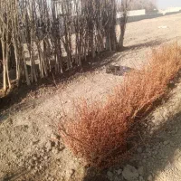 پسته پیوندی و رویشی|خدمات باغبانی و درختکاری|اصفهان, میرعماد|دیوار