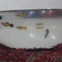 ماهی گوپی و مولی جفت معاوضه