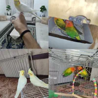 کوتوله برزیلی یویینگ با جوجه و عروس هلندی دستی .