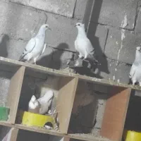 کببوترشامی|پرنده|برازجان, |دیوار