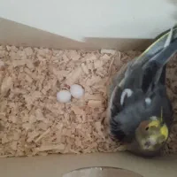 رایگان،تخم عروس هلندی سه عدد