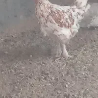 مرغ تخمی پرپاوکاکلی|حیوانات مزرعه|اسلامیه, |دیوار