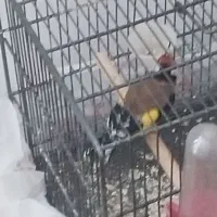 سهره رسمی نر بیابونی