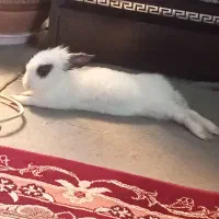 یک خرگوش باهوش