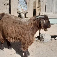 بزغاله فروشی|حیوانات مزرعه|بیرجند, |دیوار