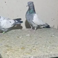 سینه سبز|پرنده|شیراز, دباغ خانه|دیوار