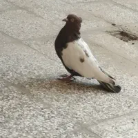 کفتر یا کبوتر سینه|پرنده|ملک‌آباد, |دیوار