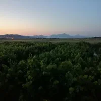 فروش باغ انگور 5جریب|فروش دفتر صنعتی، کشاورزی، تجاری|ملایر, |دیوار