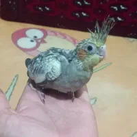 عروس هلندی|پرنده|صومعهسرا, |دیوار