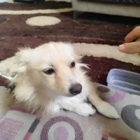 سگ پامر روباهی فروشی|سگ|الوند, |دیوار