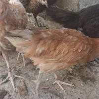 جوجه محلی شوروه ای