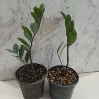 زامفولیا ۱۰۰